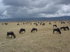 Tansania, der Ngorongoro-Krater