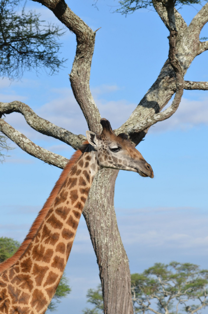 Tansania - Giraffe