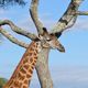 Tansania - Giraffe