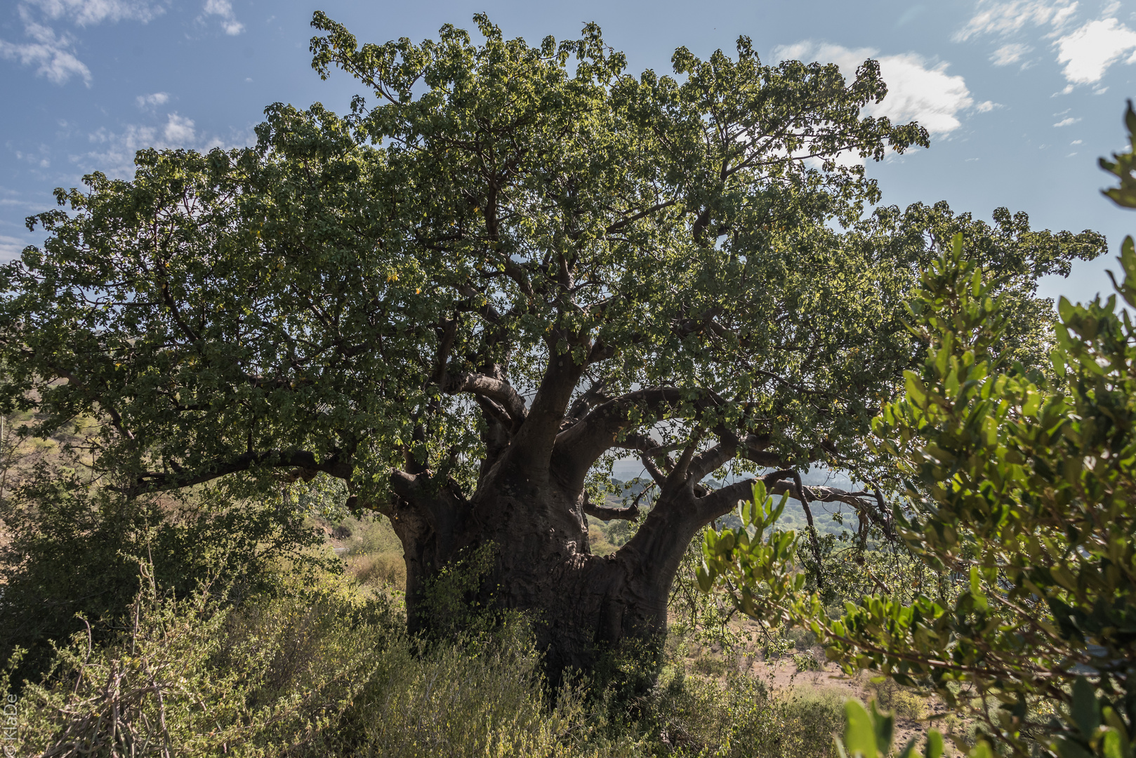 Tansania - Lake Manyara - Baobab