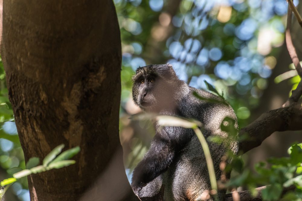 Tansania - Lake Manyara - Diademmeerkatze