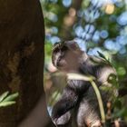 Tansania - Lake Manyara - Diademmeerkatze