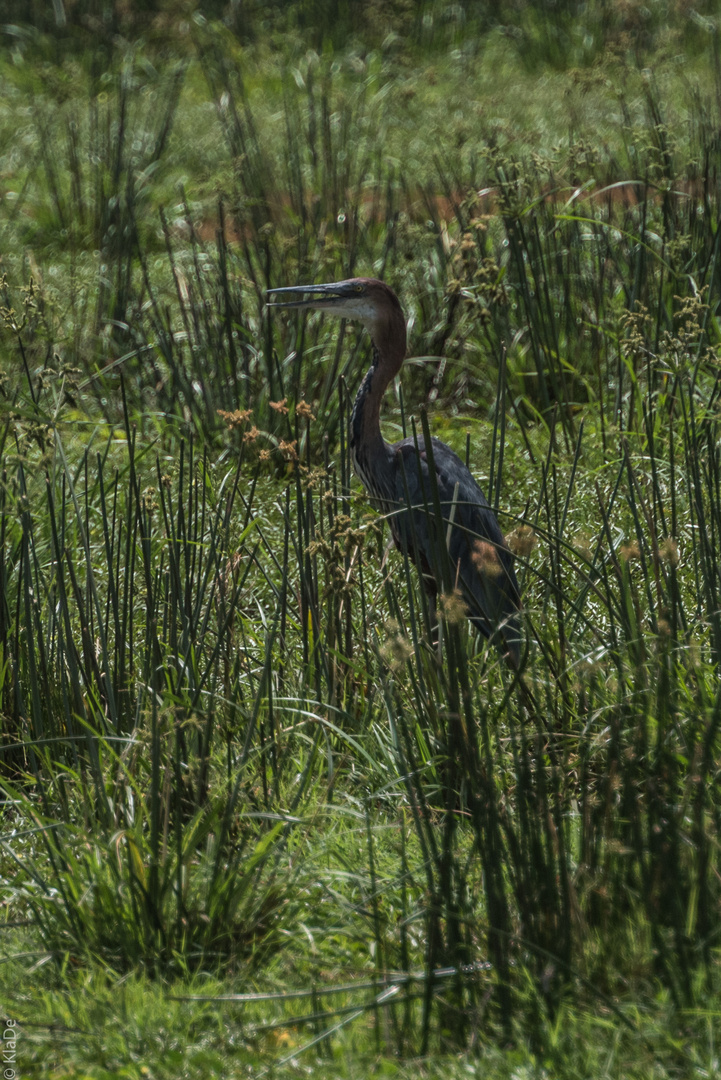 Tansania - Lake Manyara - Goliathreiher