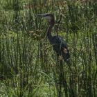 Tansania - Lake Manyara - Goliathreiher