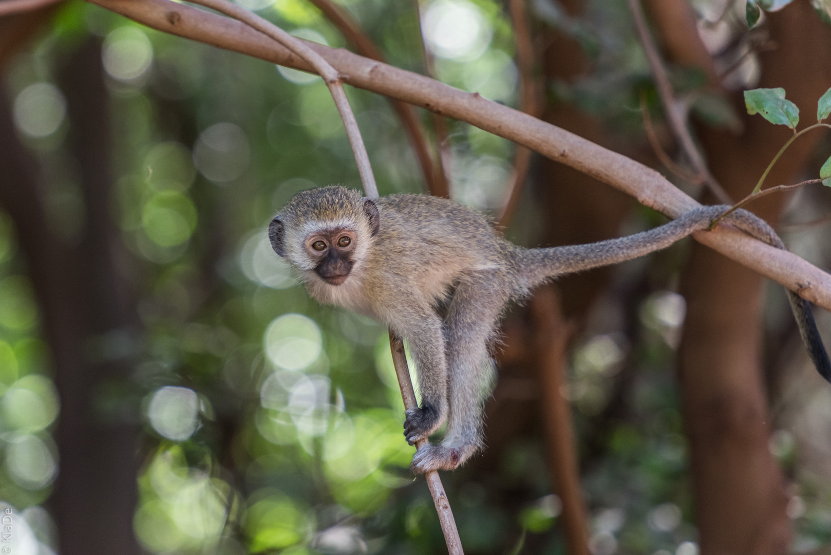 Tansania - Lake Manyara - Grünmeerkatze