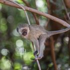 Tansania - Lake Manyara - Grünmeerkatze