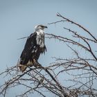 Tansania - Lake Manyara - Junger Schrei-Seeadler