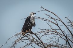 Tansania - Lake Manyara - Junger Schrei-Seeadler