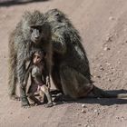 Tansania - Lake Manyara - Klein und scheu