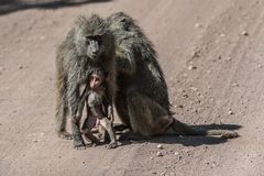 Tansania - Lake Manyara - Klein und scheu