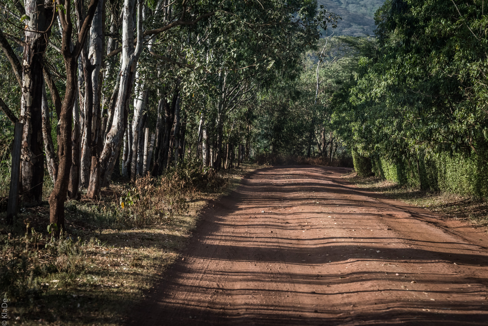 Tansania - Lake Manyara - Naturstraße durch Kaffeeplantagen