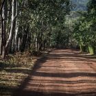 Tansania - Lake Manyara - Naturstraße durch Kaffeeplantagen