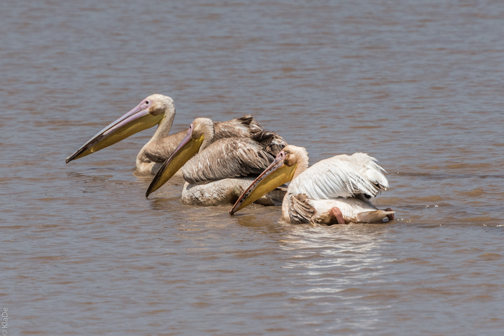 Tansania - Lake Manyara - Pelikane beim Gruppenfischen