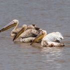 Tansania - Lake Manyara - Pelikane beim Gruppenfischen