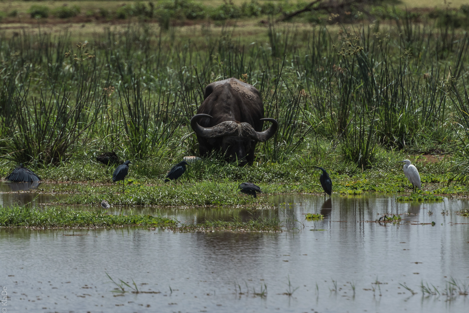 Tansania - Lake Manyara - Szene am Hippo-Pool