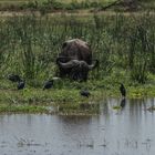 Tansania - Lake Manyara - Szene am Hippo-Pool
