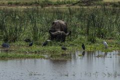 Tansania - Lake Manyara - Szene am Hippo-Pool