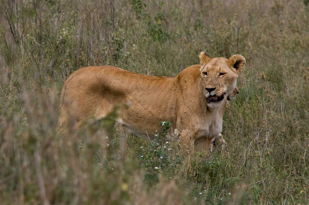 Tansania - Löwen in der Serengeti (1)