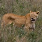 Tansania - Löwen in der Serengeti (1)