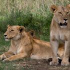 Tansania - Löwen in der Serengeti (2)