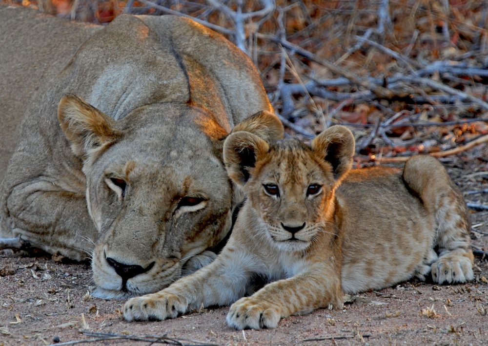 Tansania, Löwenfamilie von Urs Jenzer 