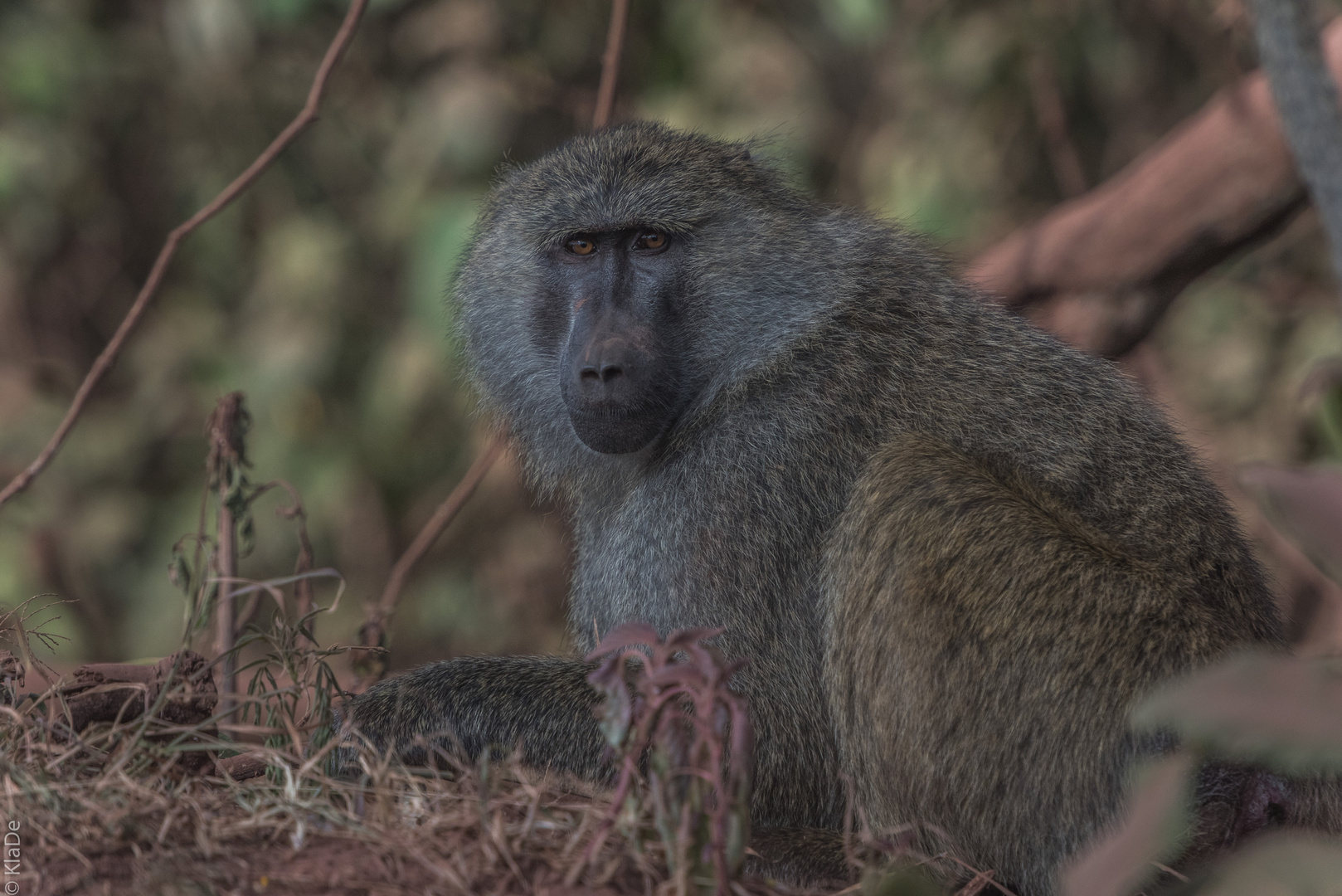 Tansania - Ngorongoro - Anubispavian