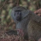 Tansania - Ngorongoro - Anubispavian