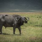 Tansania - Ngorongoro - Büffel