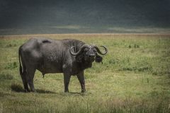 Tansania - Ngorongoro - Büffel