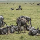 Tansania - Ngorongoro - Gnu-Familie