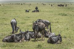 Tansania - Ngorongoro - Gnu-Familie