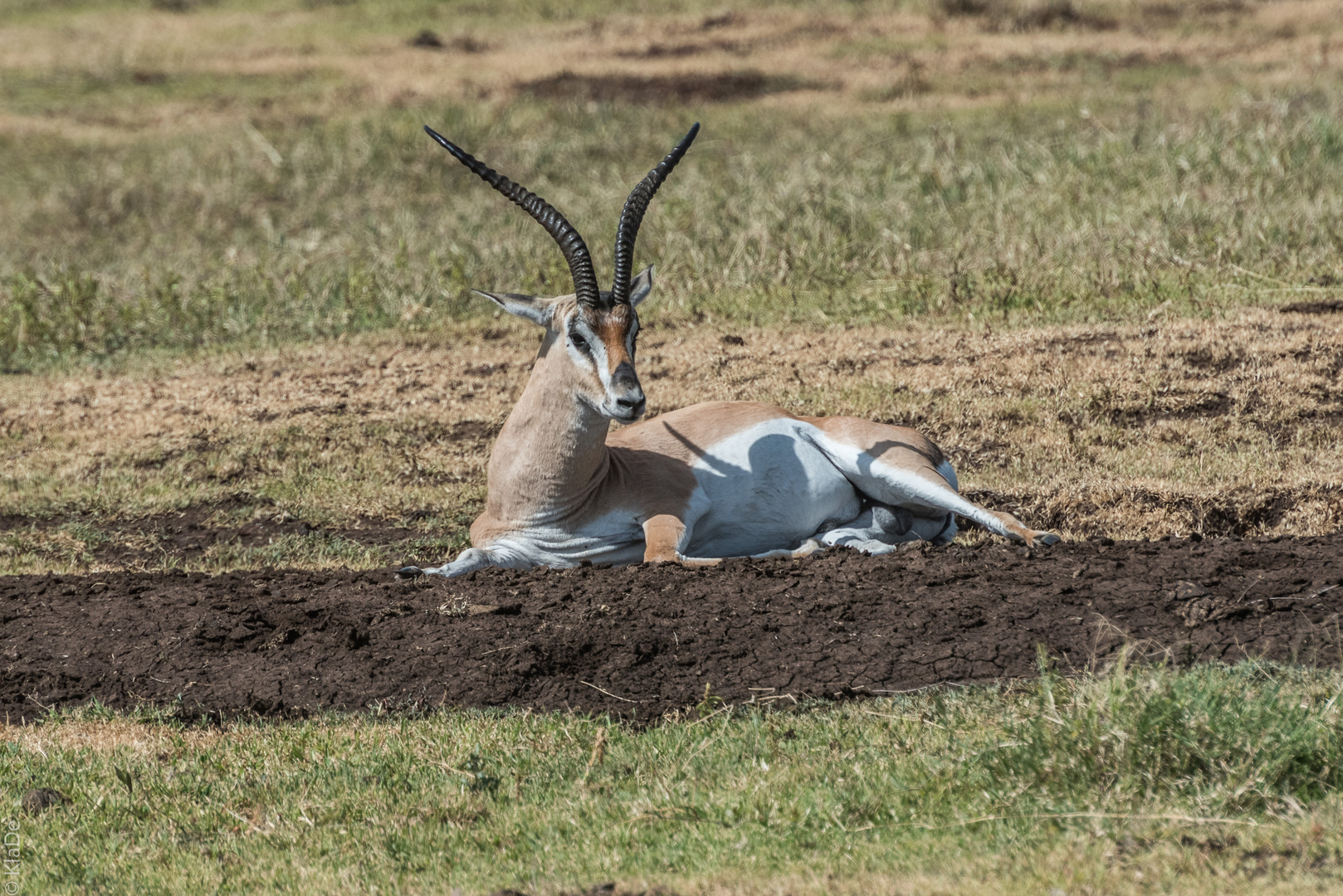 Tansania - Ngorongoro - Grant Gazelle