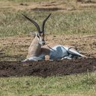 Tansania - Ngorongoro - Grant Gazelle