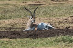 Tansania - Ngorongoro - Grant Gazelle