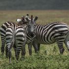 Tansania - Ngorongoro - Gruppe Steppenzebras