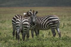 Tansania - Ngorongoro - Gruppe Steppenzebras
