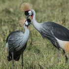 Tansania - Ngorongoro - Kronenkraniche