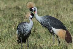 Tansania - Ngorongoro - Kronenkraniche