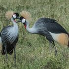 Tansania - Ngorongoro - Kronenkraniche
