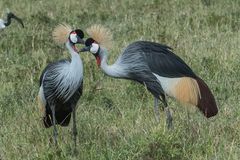 Tansania - Ngorongoro - Kronenkraniche