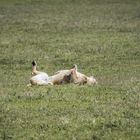 Tansania - Ngorongoro - Löwe beim Räkeln