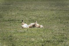 Tansania - Ngorongoro - Löwe beim Räkeln