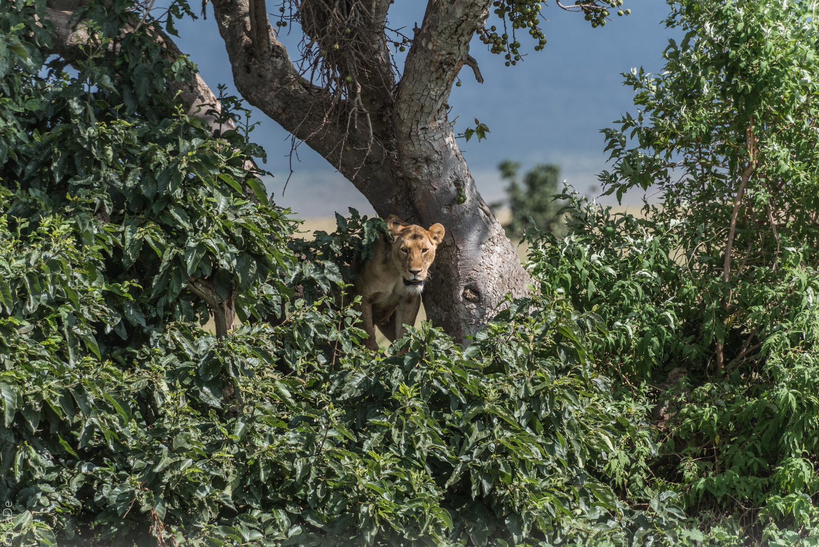 Tansania - Ngorongoro - Löwenburg