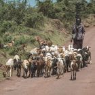 Tansania - Ngorongoro - Massaihirte mit seiner Herde