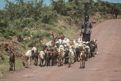 Tansania - Ngorongoro - Massaihirte mit seiner Herde