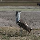 Tansania - Ngorongoro - Riesentrappe