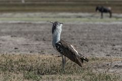 Tansania - Ngorongoro - Riesentrappe