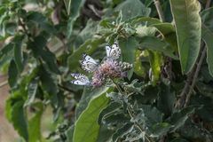 Tansania - Ngorongoro - Schmetterlinge in der Kaffeeplantage