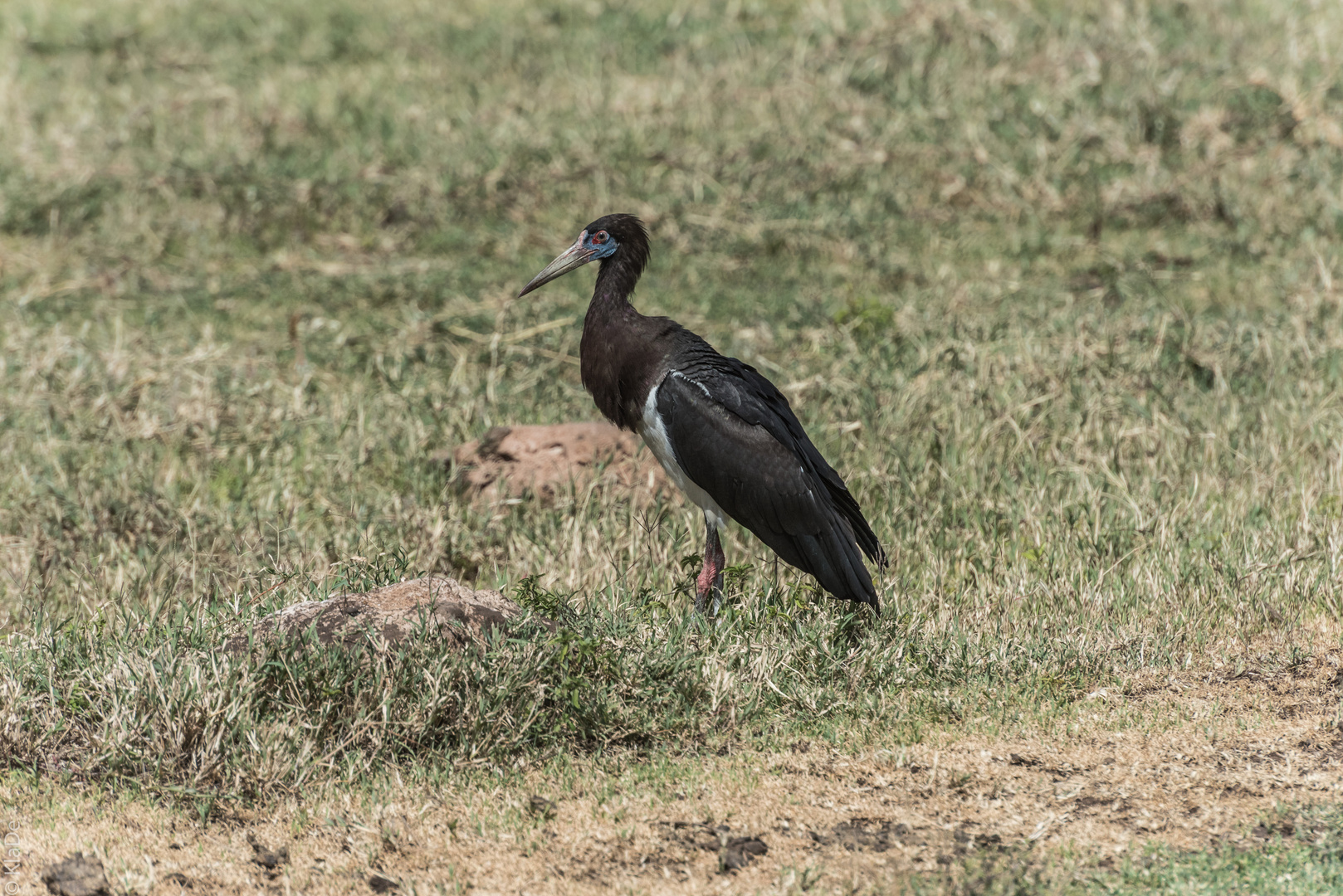 Tansania - Ngorongoro - Schwarzstorch