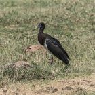 Tansania - Ngorongoro - Schwarzstorch